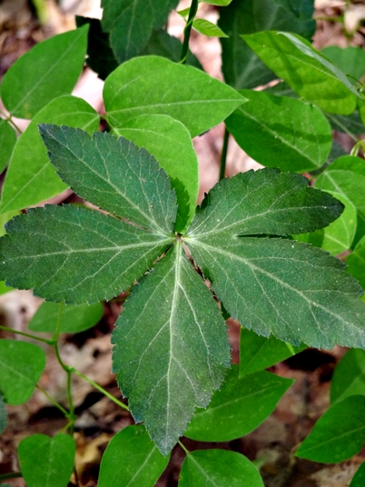 {Sanicula smallii}